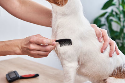 Woman brushing dog. owner combing her jack russell terrier. pet care