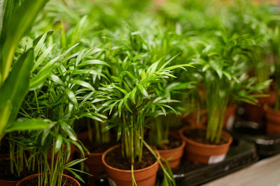 Flowers in pots in a store close-up, soft focus