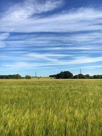 Scenic view of field against clear sky