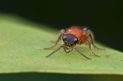 Close-up of spider