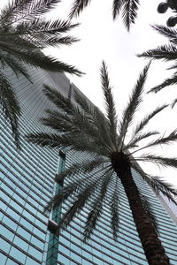 Low angle view of palm tree against sky