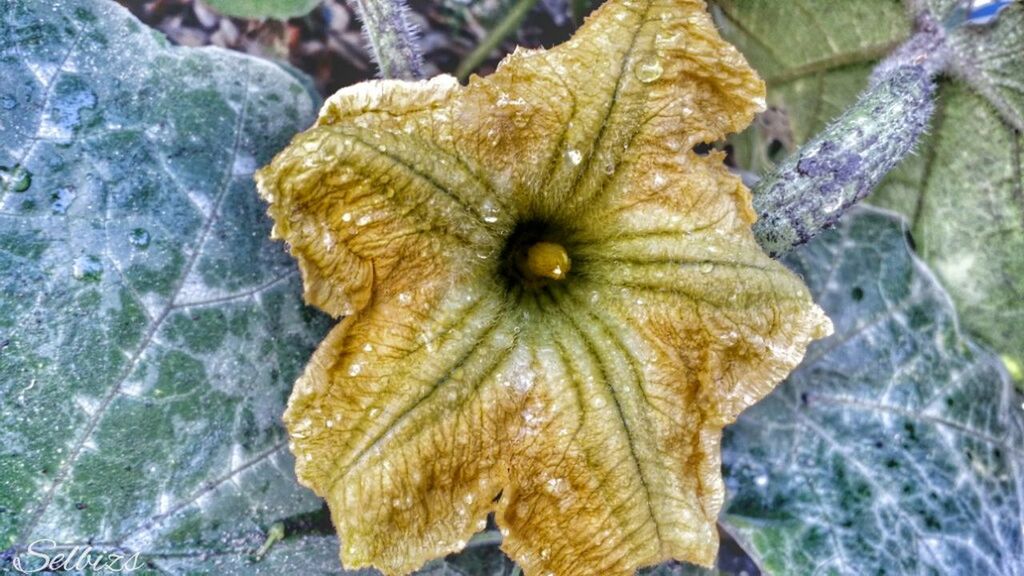 close-up, water, fragility, nature, focus on foreground, leaf, natural pattern, high angle view, wet, beauty in nature, yellow, day, outdoors, freshness, no people, dry, season, flower, pattern, plant