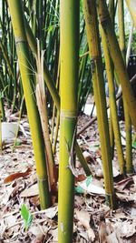 Close-up of bamboo plants on field