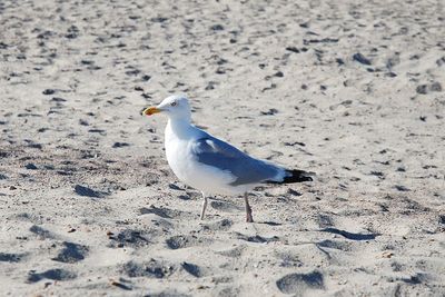 Seagull perching on sand at beach