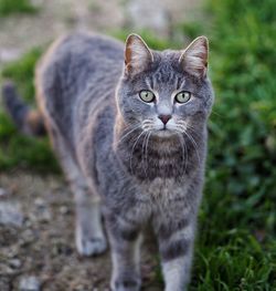 Close-up portrait of cat