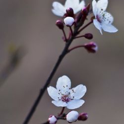 Close-up of apple blossoms in spring