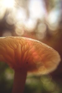 Close-up of plant against blurred background