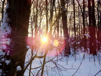 Sun shining through trees in forest during sunset