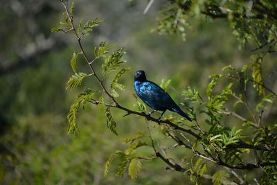 Low angle view of a greater blue-eared glossy-starling perching on tree