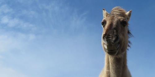 Close-up of a horse against sky