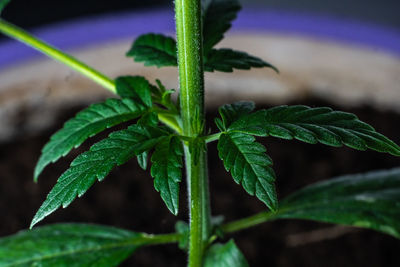 Close-up of plant growing on field