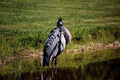 Bird in water