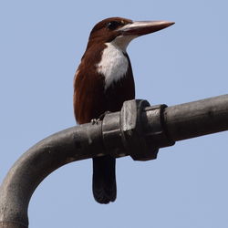 Close-up of bird perching against clear blue sky