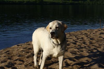 Portrait of dog on beach