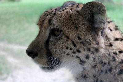 Close-up of a cheetah