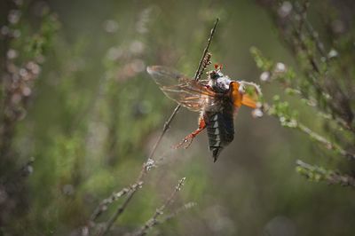 Close-up of cockchafer on stem