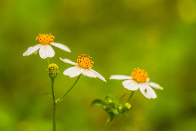 Close-up of yellow flowering plant