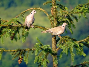 Bird perching on a tree