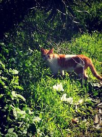 Cat in zoo