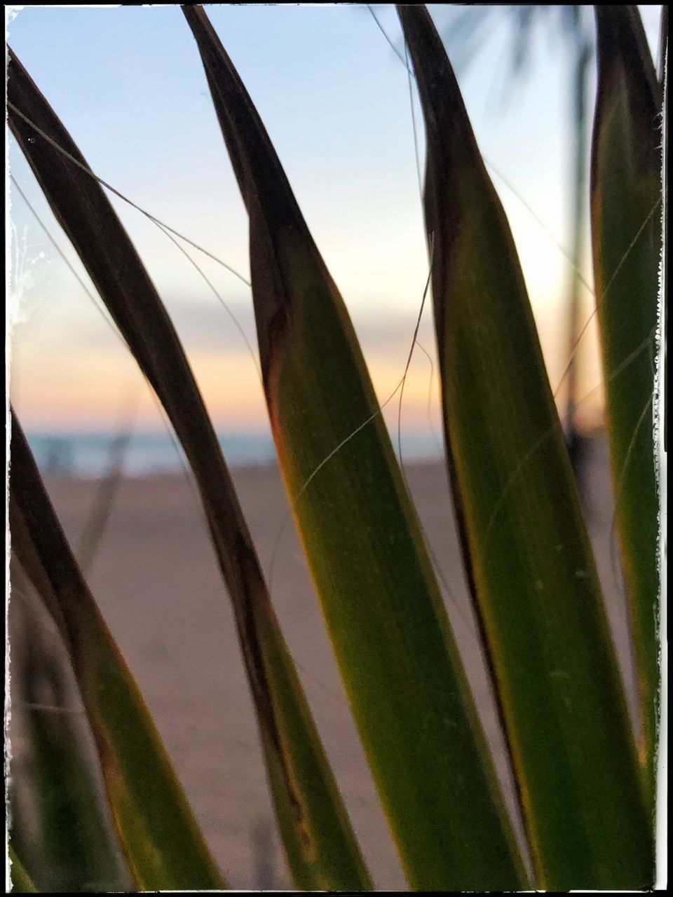 CLOSE-UP OF SUCCULENT PLANT DURING SUNSET