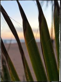 Close-up of succulent plant against sky