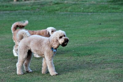 Portrait of a dog on field