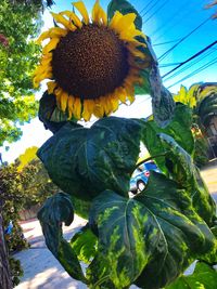 Close-up of sunflower blooming in park