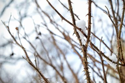 Close-up of bare branches