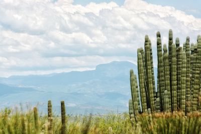 Cactus plants growing on land against sky