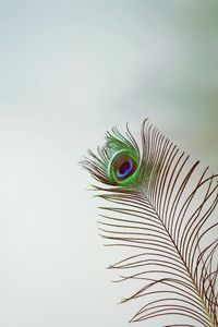 Close-up of peacock feather against wall