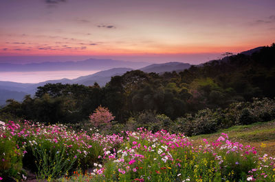 Scenic view of pink flowering plants against sky during sunset