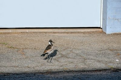 View of birds on wall