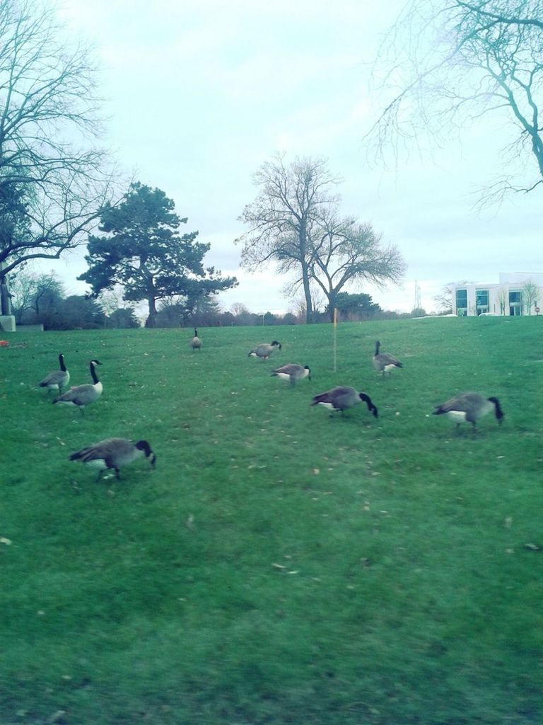 animal themes, tree, animals in the wild, bare tree, wildlife, grass, bird, field, nature, medium group of animals, sky, landscape, grassy, mammal, tranquility, duck, day, beauty in nature, green color