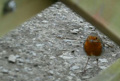 Close-up of bird perching on leaf