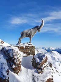 View of horse on snowcapped mountain against sky