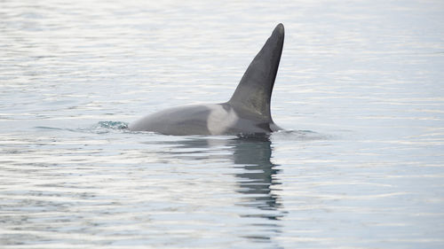 Killer whale swimming in sea