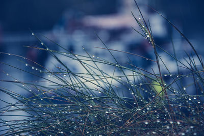 Close-up of grass against sky