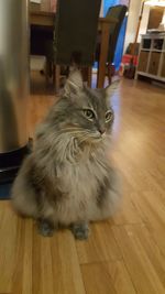 Close-up of cat sitting on hardwood floor