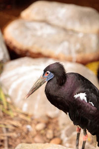 Close-up of bird perching outdoors