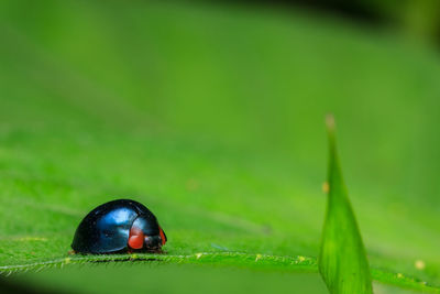 Close-up of ladybug on leaf