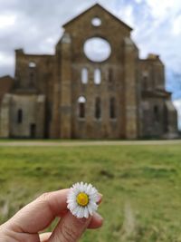 Close-up of hand holding flowering plant in front of historic building