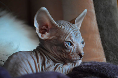 Close-up of gray blue eyed sphynx kitten laying on blanket