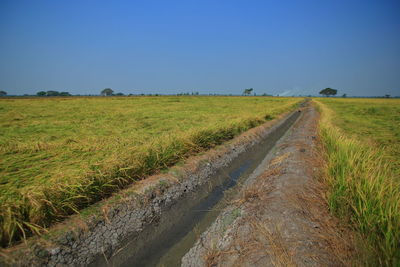 Earth ditch irrigation canal feeding water to paddy fields. large flat wet green rice paddy fields.