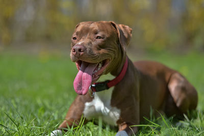 Portrait of a dog on field