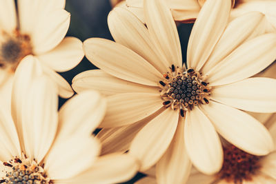 Close-up of white daisy flowers