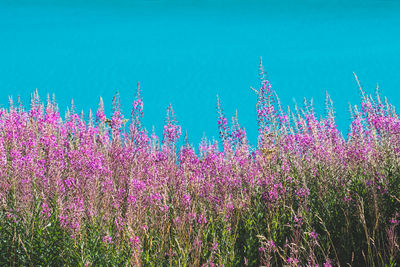 Close-up of wheat field against blue sky