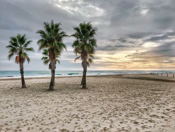 Palm trees on beach against sky during sunset