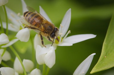 Close-up of butterfly pollinating on flower