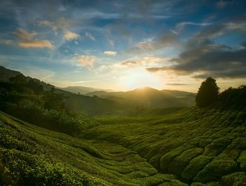 Scenic view of agricultural field against sky during sunset