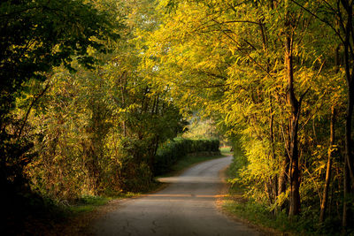 Road passing through forest